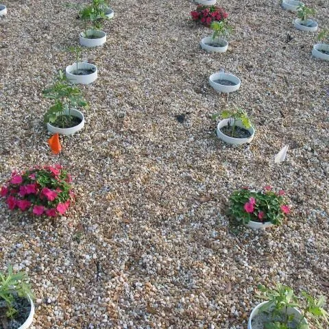 thumbnail for publication: Nematode Management for Bedding Plants